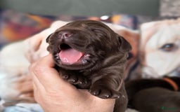 Labrador Retriever honden te koop: Labrador pups uit verantwoorde combinatie - Afbeelding 10