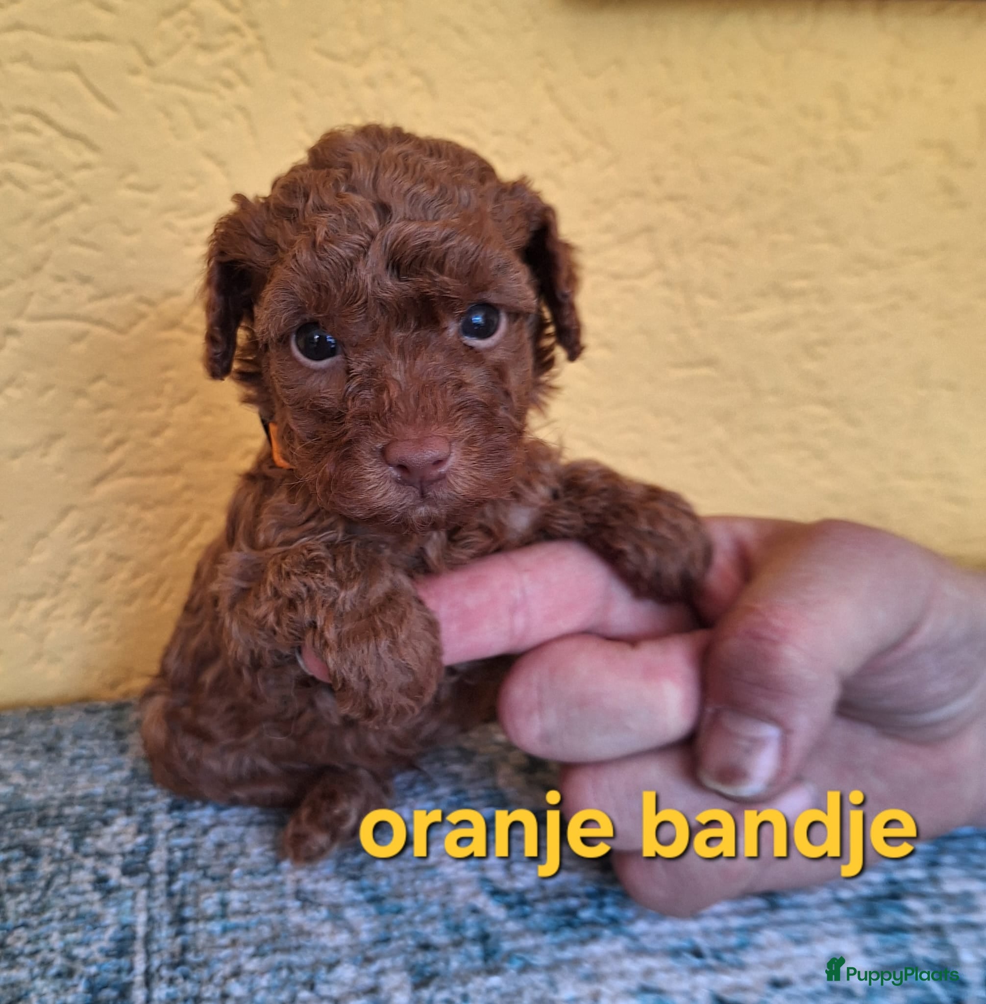 Poedel Toy honden 3 Mini Raszuivere toypoedel Broertjes  - Advertentie 2