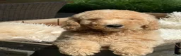 Kruising honden te koop: Labradoodle  - Advertentie 5