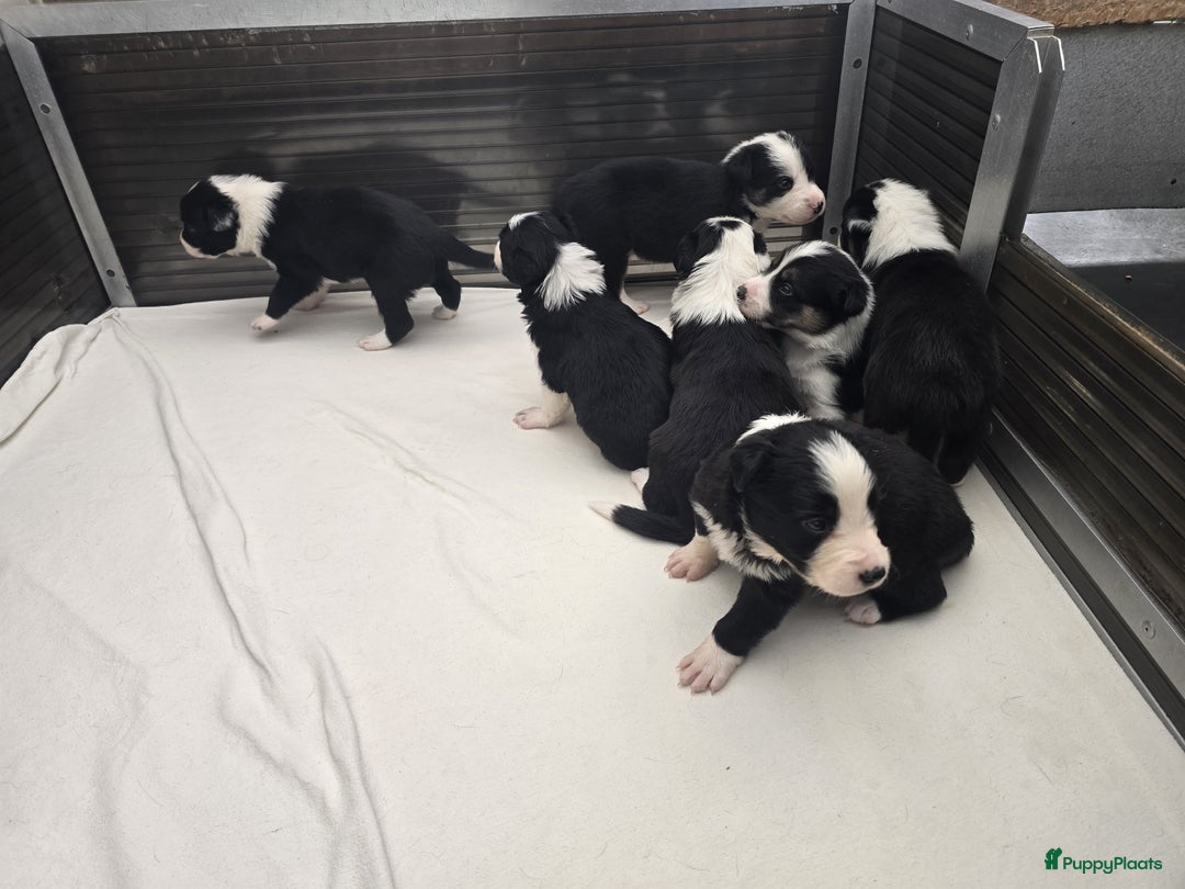Border Collie honden te koop: Prachtige bordercolliepups met Isds stamboom - Advertentie 3