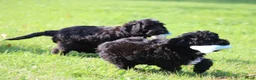 Cockapoo honden te koop: Leuke Cockapoo pups - Advertentie 4