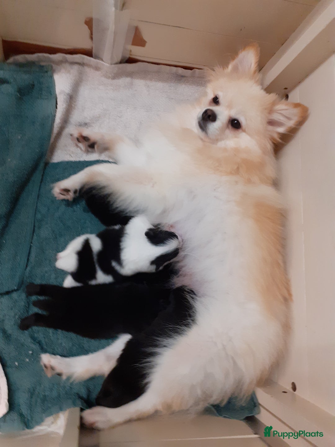 Pomeriaan honden te koop: 4 Prachtige pomeriaan/dwergkees pups. 💙💜 - Advertentie 9