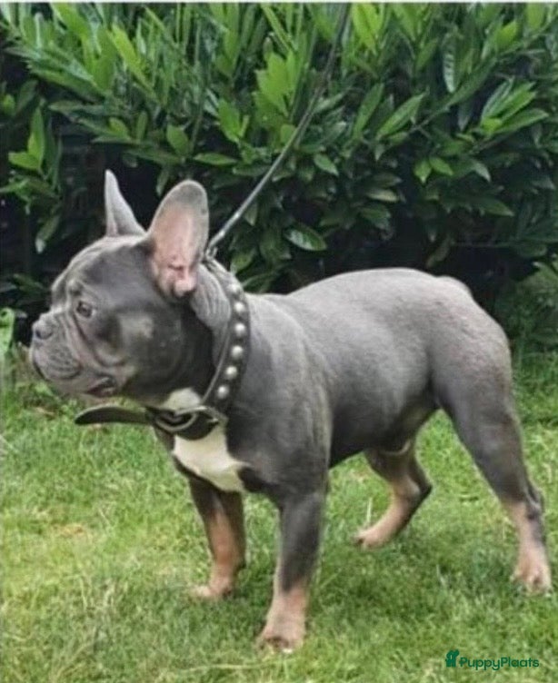 Franse Bulldog honden franse bulldog blue tan teefje - Advertentie 2