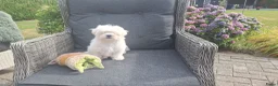Maltezer honden te koop: Maltezer leeuwtje pup. Rasecht. Ouders aanwezig - Advertentie 10