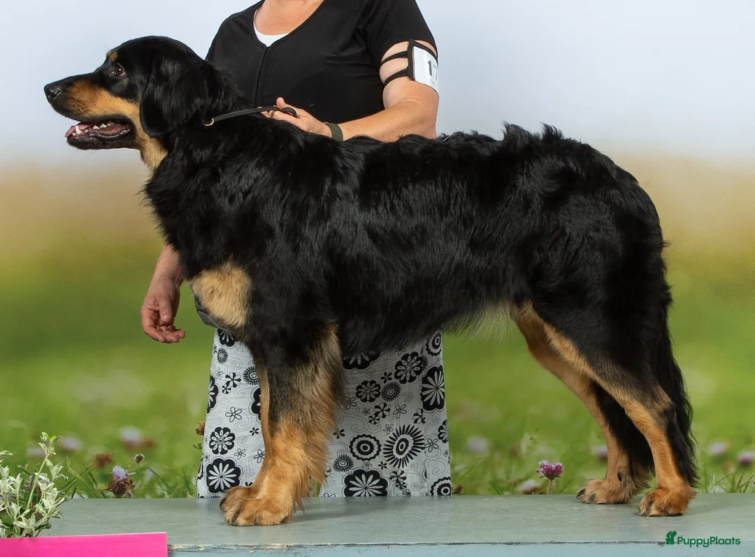 Galerij afbeelding {{count}}