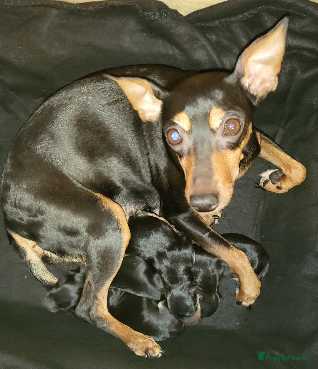 Dwergpinscher honden te koop: Geboren! 4 dwergpinscher puppy's  - Advertentie 1