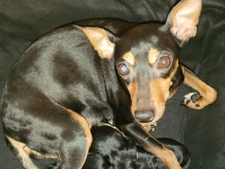 Dwergpinscher honden Geboren! 4 dwergpinscher puppy's - Advertentie 3