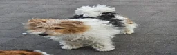 Fox Terriër Draadhaar honden te koop: Fox terier pupies - Advertentie 9