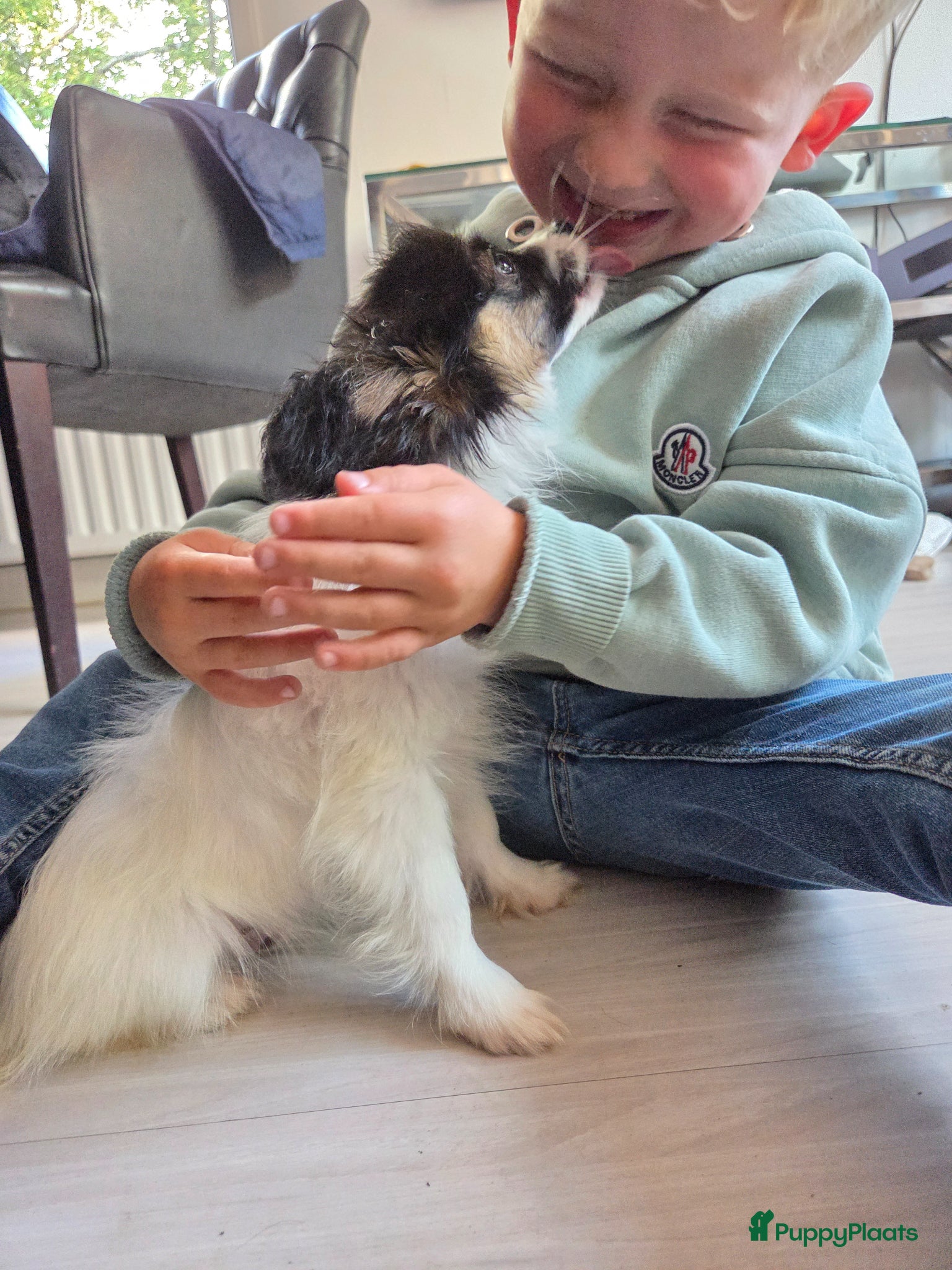 Vlinderhondje honden te koop: Vlinderhond papillon reutjes beschikbaar FCI - Advertentie 6