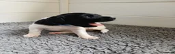 Friese Stabij honden te koop: Friese Stabij puppy's te koop - Advertentie 18