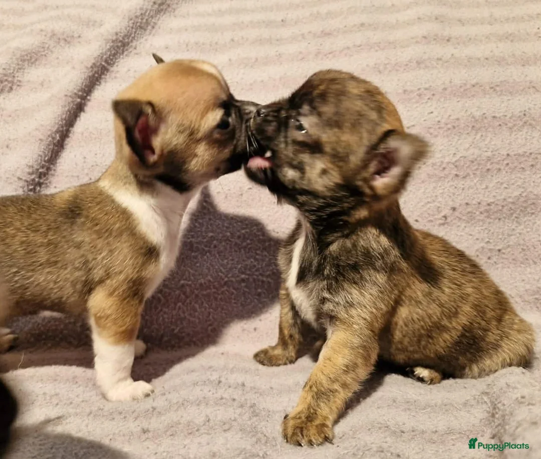 Chihuahua honden te koop: Uniek brindle chichuahua teefje - Advertentie 3