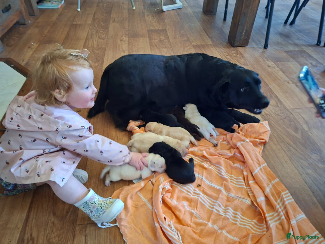 Labrador Retriever honden te koop: Raszuivere stamboom labrador retriever pups - Advertentie 12
