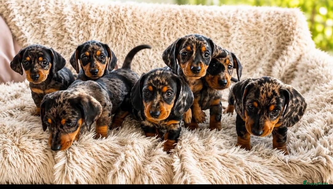 Dwergteckel honden 5 Schattige Miniature Dachshund Prinsesjes 🩷🐾 - Advertentie 1