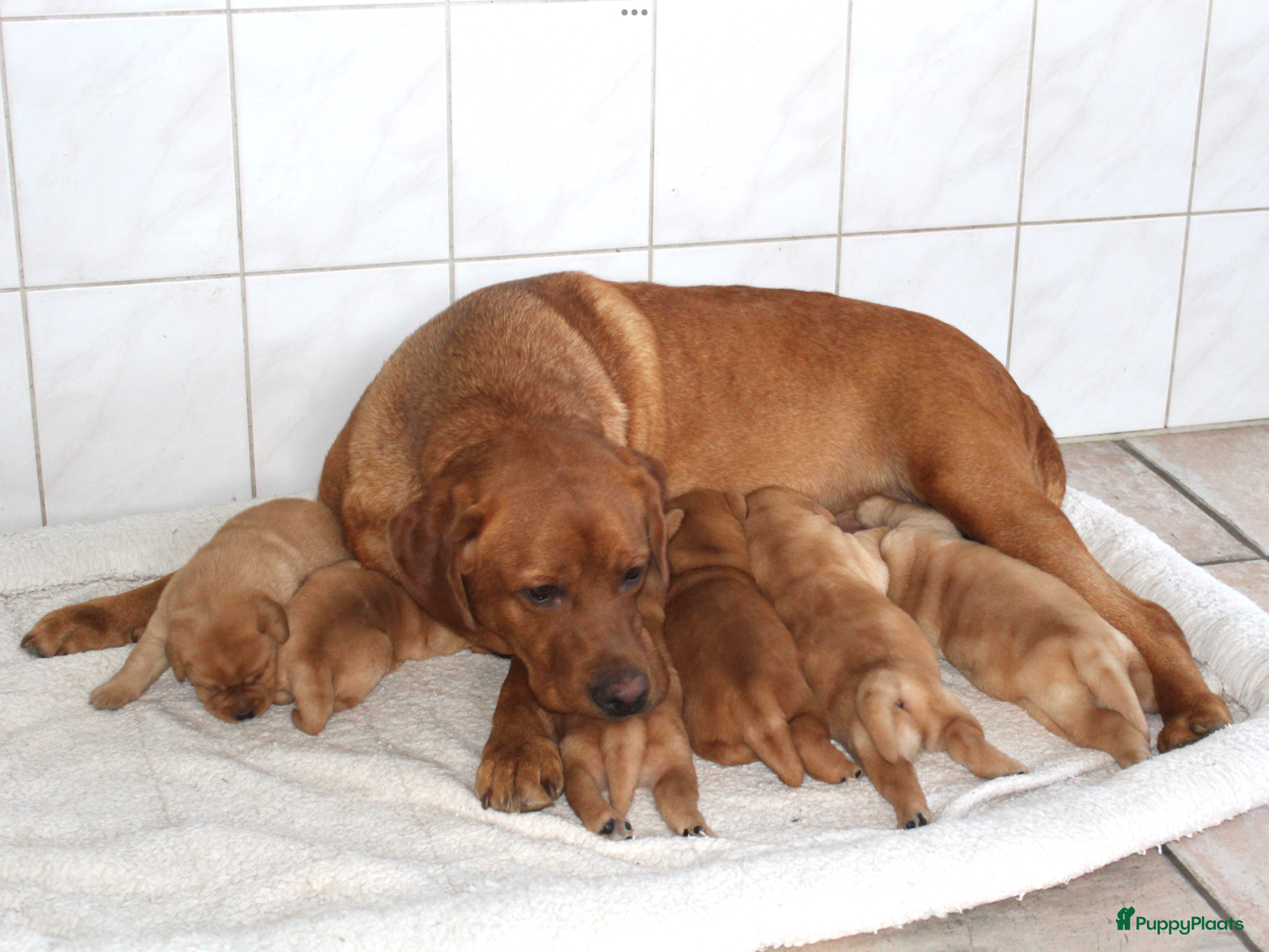 Labrador Retriever honden Wegens anulering prachtig red fox labrador teefje. - Advertentie 1