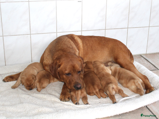 Labrador Retriever honden Wegens anulering prachtig red fox labrador teefje. - Advertentie 1
