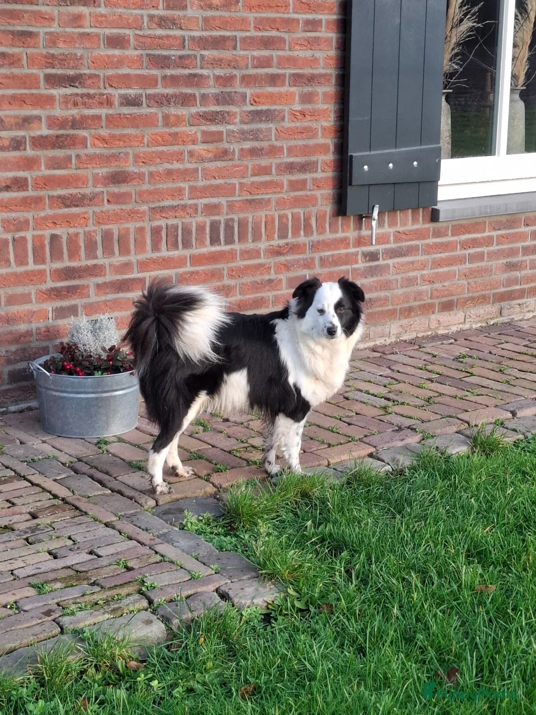 Kruising honden te koop: Shepherd puppy's  - Advertentie 19