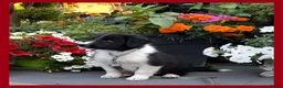 Border Collie honden te koop: Herplaatsing: Prachtig, lief Border Collie pup reu - Advertentie 2