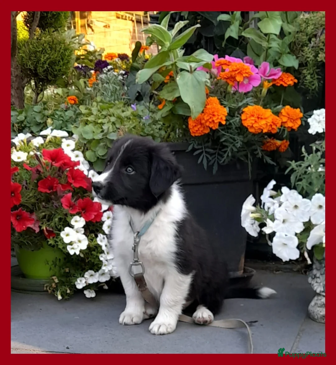 Border Collie honden te koop: Herplaatsing: Prachtig, lief Border Collie pup reu - Advertentie 2
