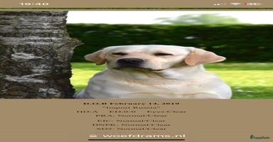 Labrador Retriever honden 9 Supermooie blonde labradorpups geboren. - Advertentie 4