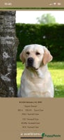 Labrador Retriever honden 9 Supermooie blonde labradorpups geboren. - Advertentie 4