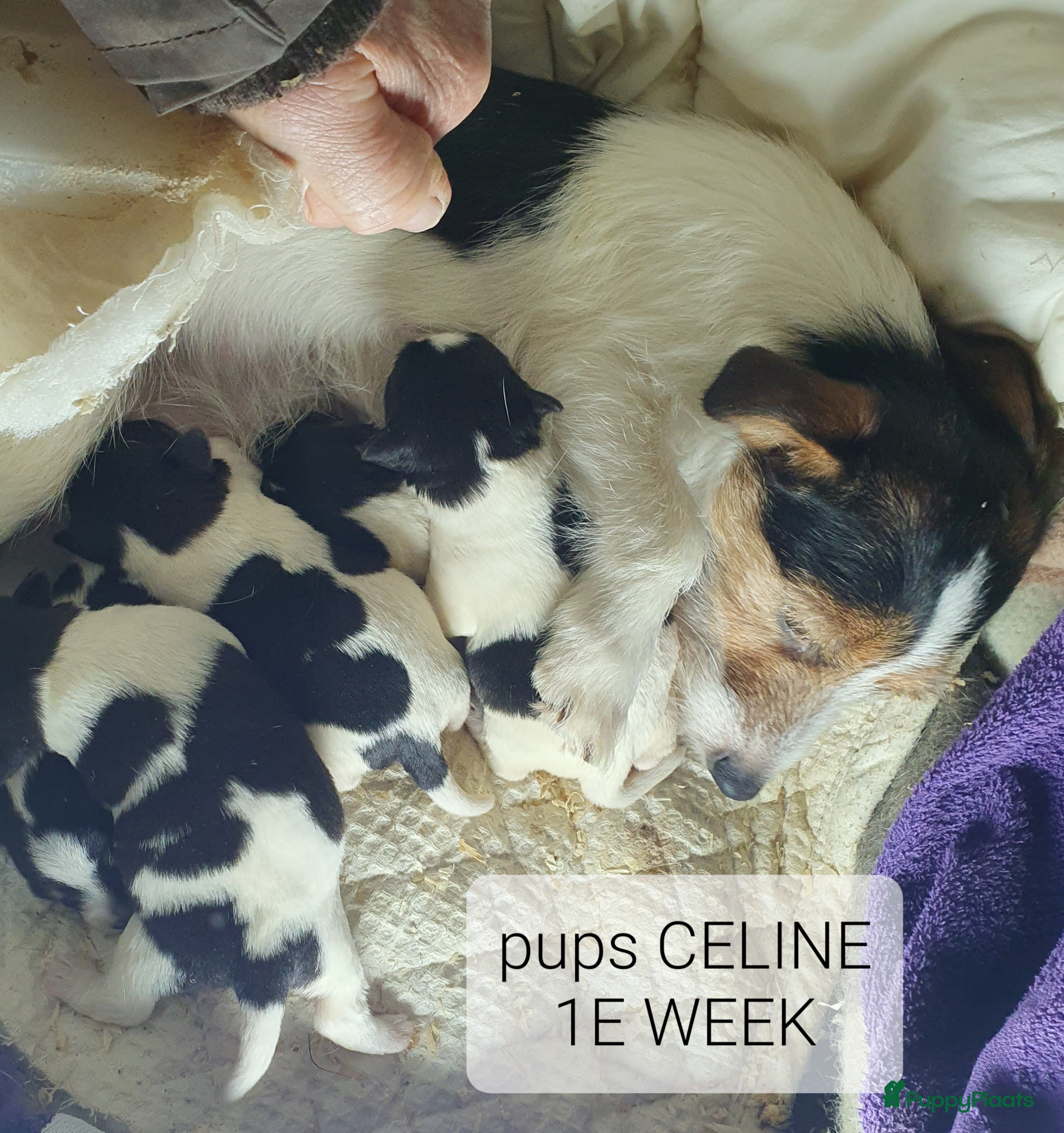 Jack Russel Terriër honden Mooie RASZUIVER JACK RUSSELL PUPPIES   GEZOND - Advertentie 3