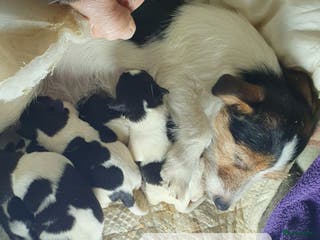 Jack Russel Terriër honden Mooie RASZUIVER JACK RUSSELL PUPPIES GEZOND - Advertentie 3