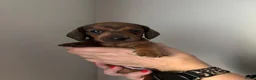 Teckel (korthaar)  honden te koop: Dwerg teckel pups - Advertentie 9
