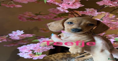 Kruising honden - Advertentie 14
