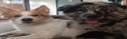 Kruising honden te koop: Corgi kruising x australian shepherd x pups - Advertentie 10