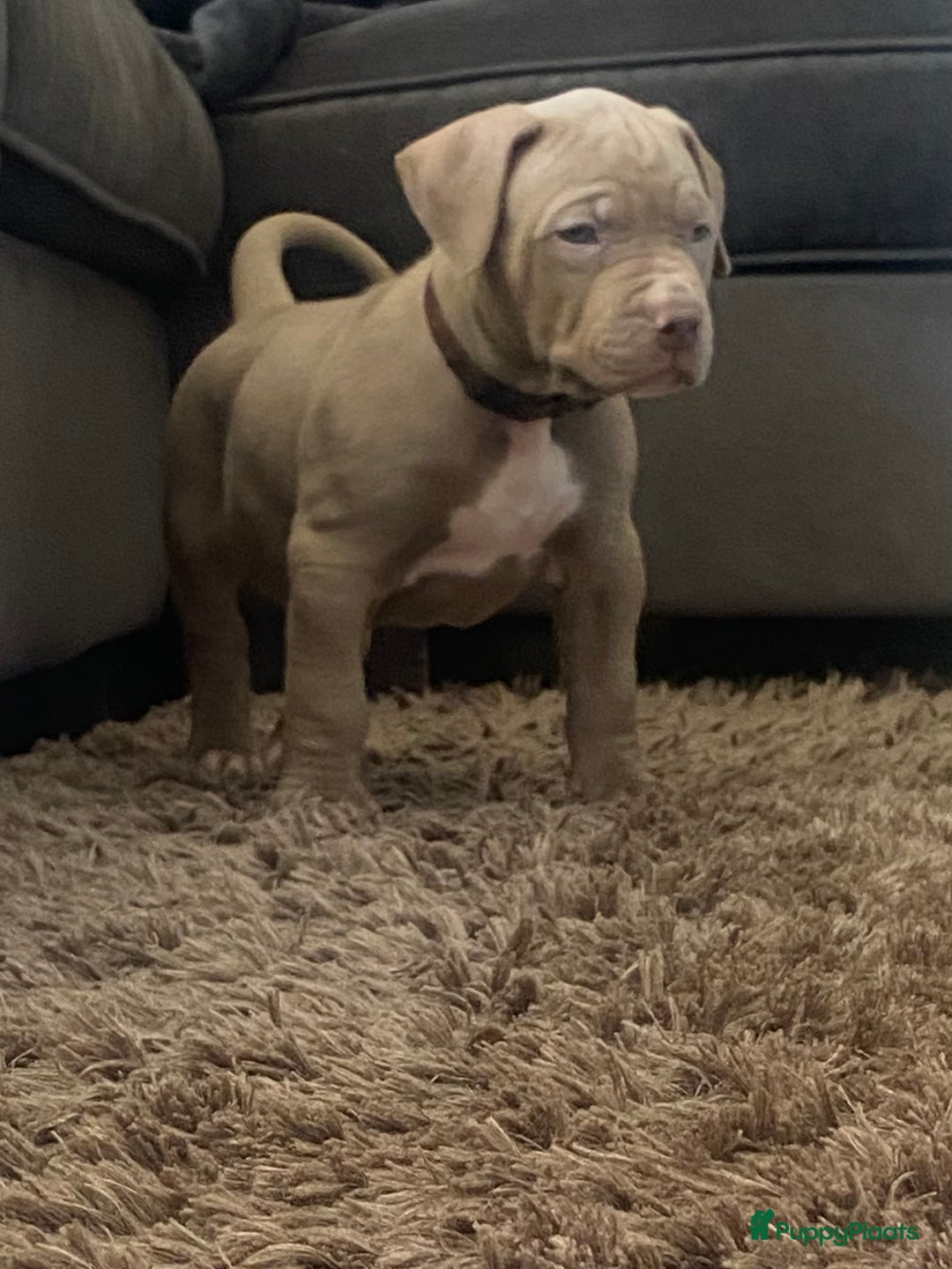 Amerikaanse Bully honden te koop: American Bully XL pups met ABKC stamboom - Afbeelding 3