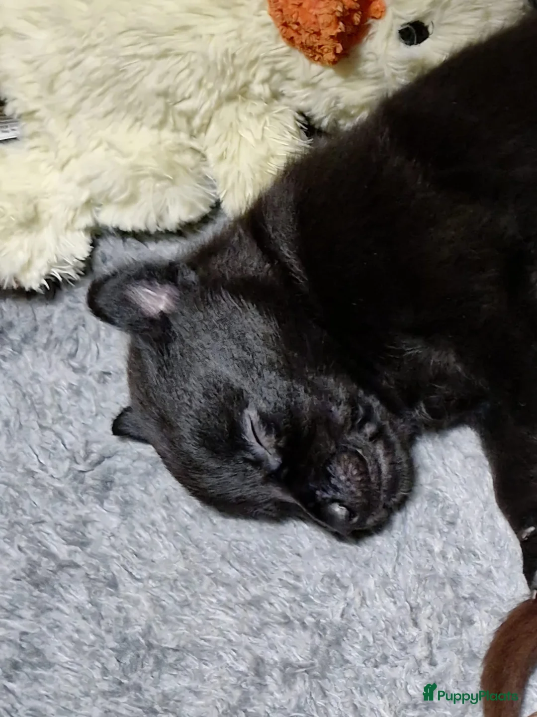 Australian Kelpie honden te koop: Mooie Australian Kelpie pups - Advertentie 7