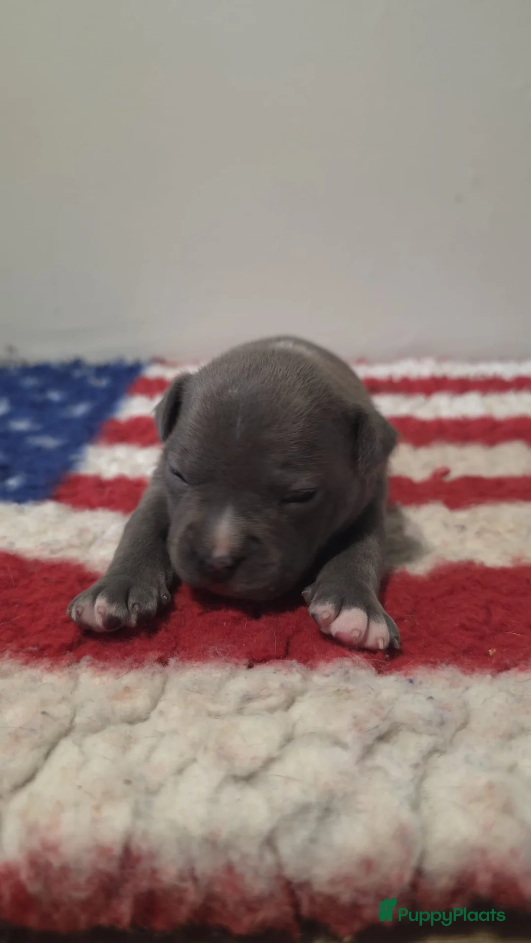 American Staffordshire Terriër honden te koop: Prachtige Amerikaanse Staffordshire Terriër pups - Advertentie 5