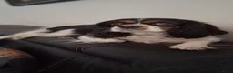 Cavalier King Charles Spaniel honden te koop: Zeer lieve vriendelijke cavalier king charel - Advertentie 8