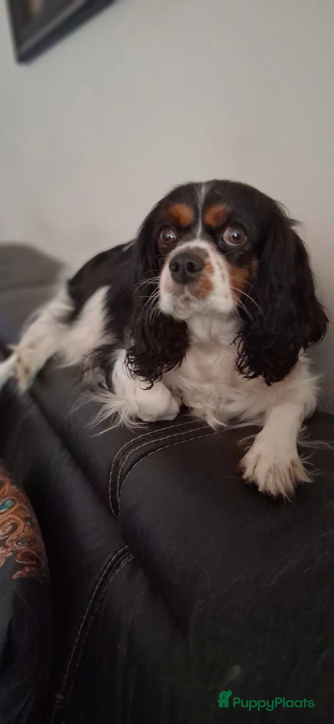 Cavalier King Charles Spaniel honden te koop: Zeer lieve vriendelijke cavalier king charel - Advertentie 8