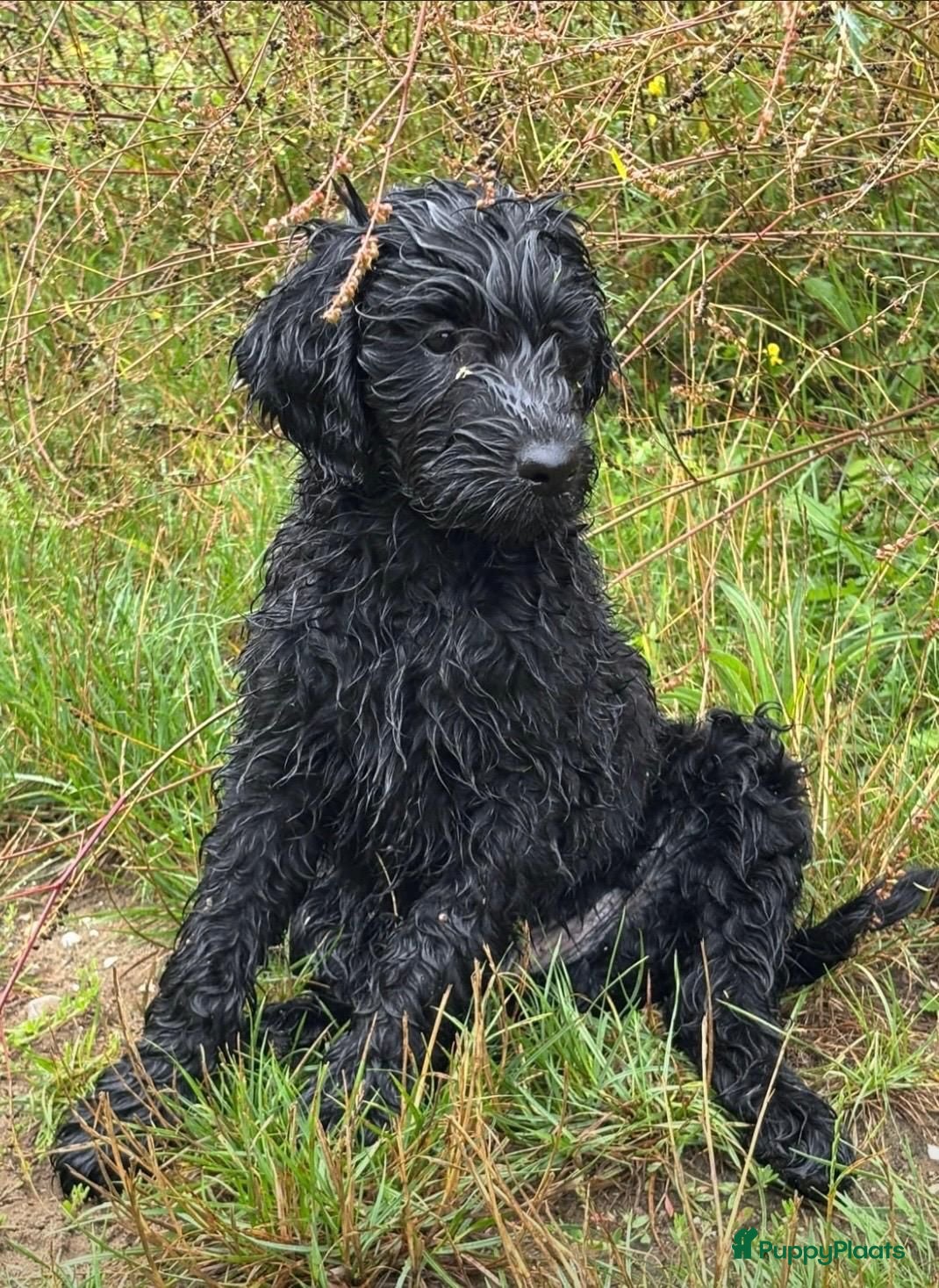 Labradoodle honden Australian Goldendoodle X Labradoodle double   - Advertentie 1