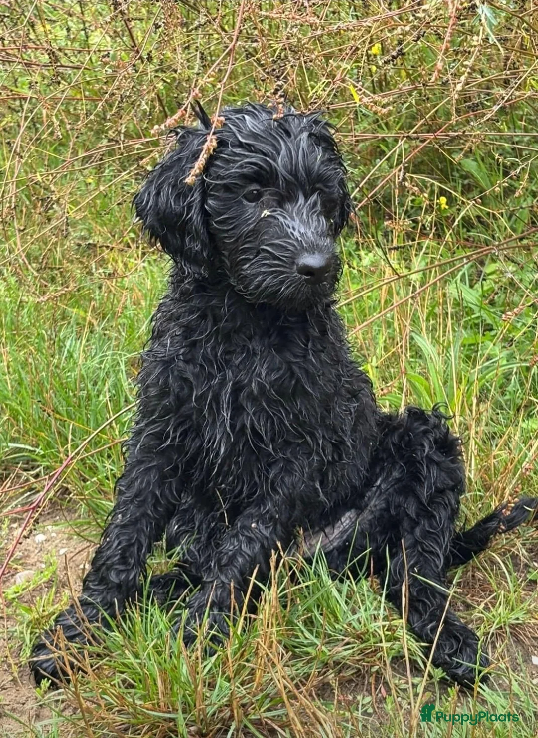 Labradoodle honden te koop: Labradoodle X Australian Goldendoodle / double   - Advertentie 2