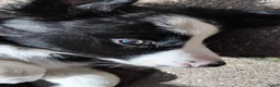 Border Collie honden te koop: border collie reutje - Advertentie 6