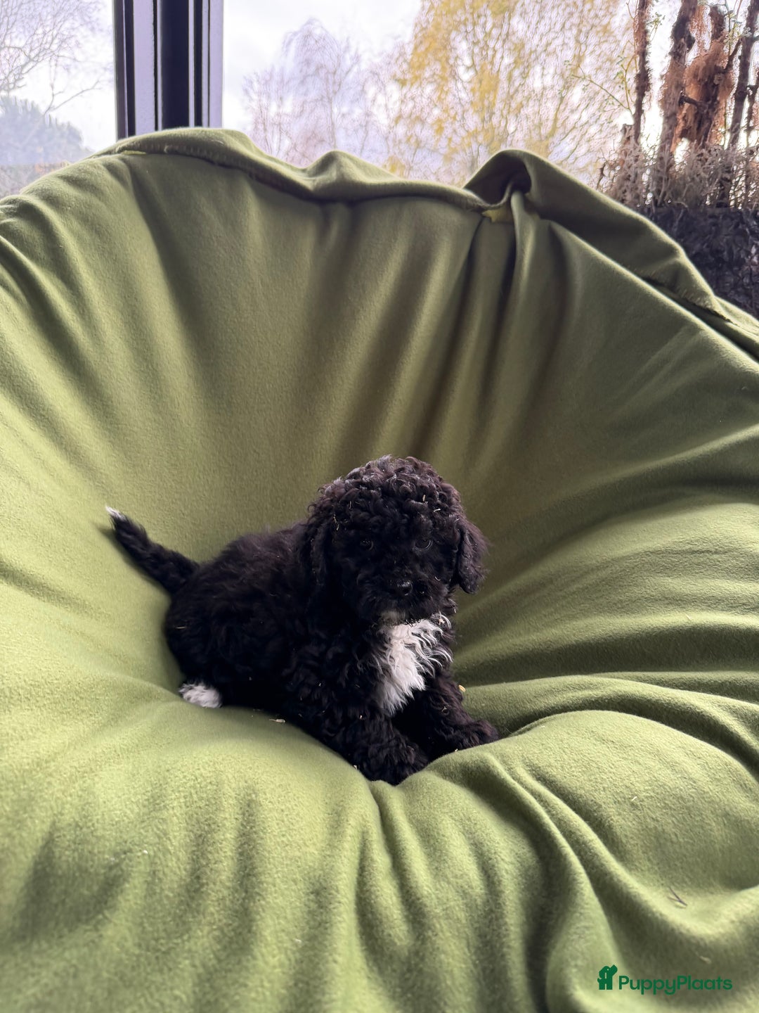 Maltipoo honden te koop: Maltipoo (Maltezer x Toy poedel) pups - Advertentie 27