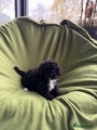 Maltipoo Puppy 1