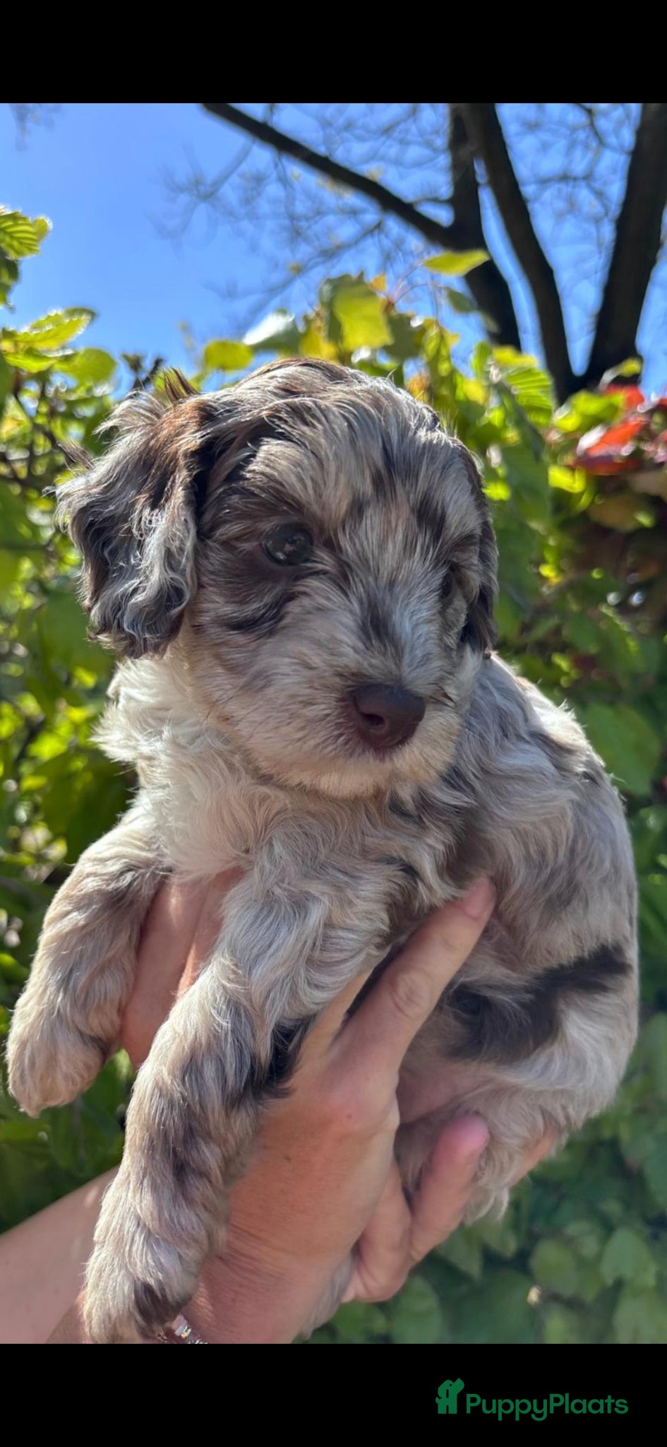 Labradoodle honden Prachtige sheltiedoodle labradoodle pups - Advertentie 1