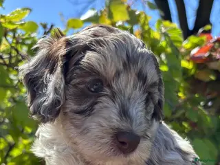 Labradoodle honden Prachtige sheltiedoodle labradoodle pups - Advertentie 1