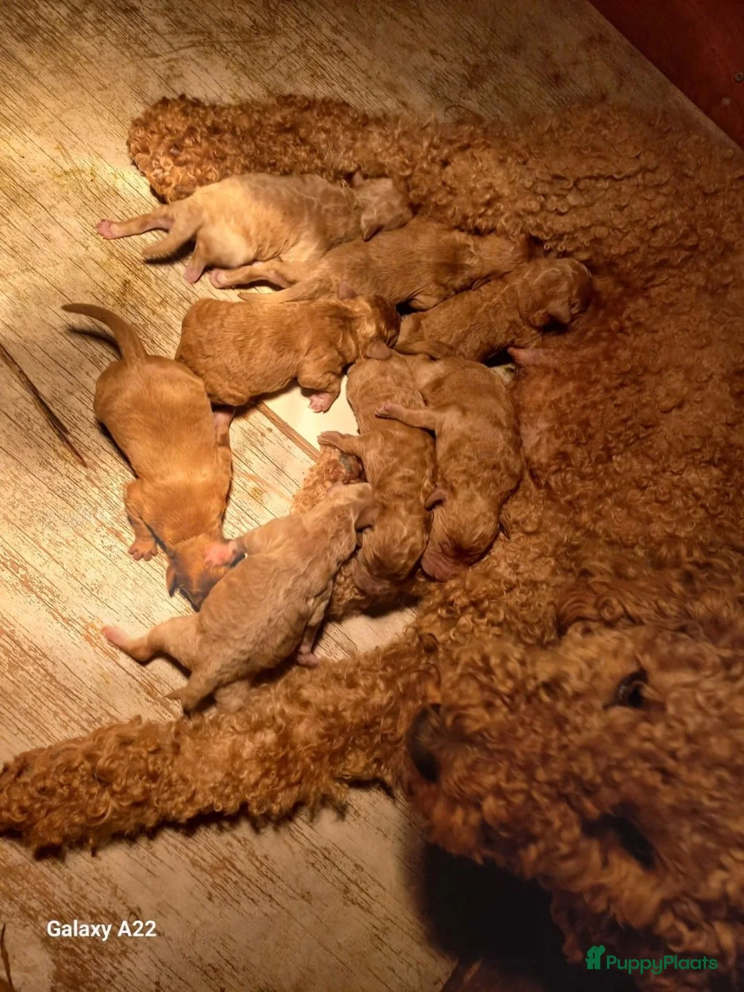 Kruising honden te koop: Prachtige australian labradoodle pups in Heesch - Advertentie 2