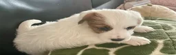 Jack Russel Terriër honden te koop: Ruwharige jack russell pups - Advertentie 2