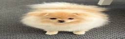 Pomeriaan honden te koop: Prachtige crèmekleurige pomeriaan pups (dwergkees) - Advertentie 4