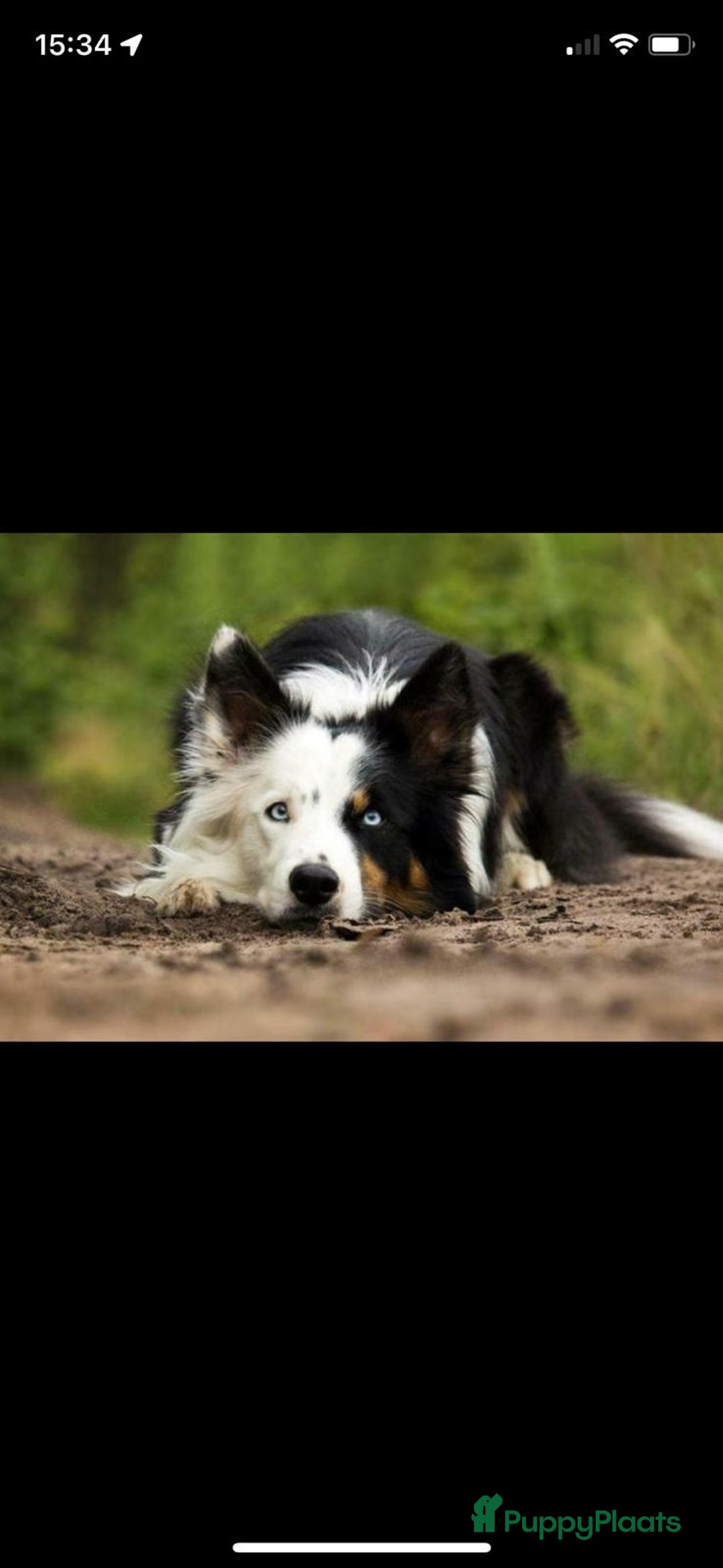 Border Collie honden te koop: Border collie pups - Advertentie 17