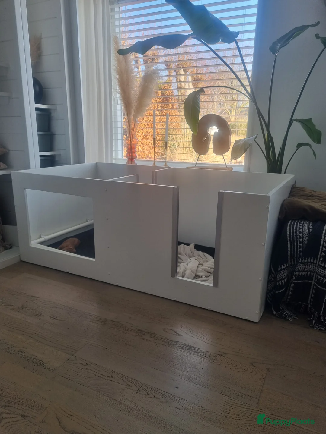 Poedel Toy honden te koop: Toypoedel  - Advertentie 8