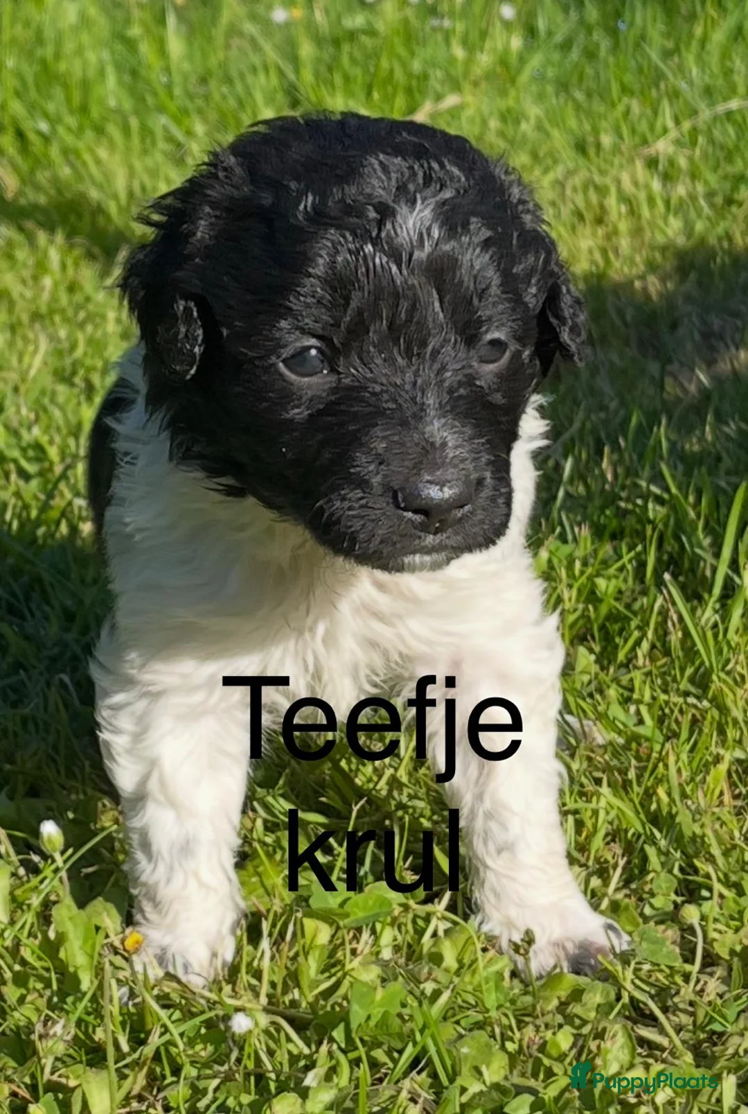 Friese Stabij honden te koop: Friese Stabij pups - Advertentie 7