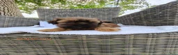 Shih Tzu honden te koop: 6 Mooie shih tzu pups - Advertentie 15