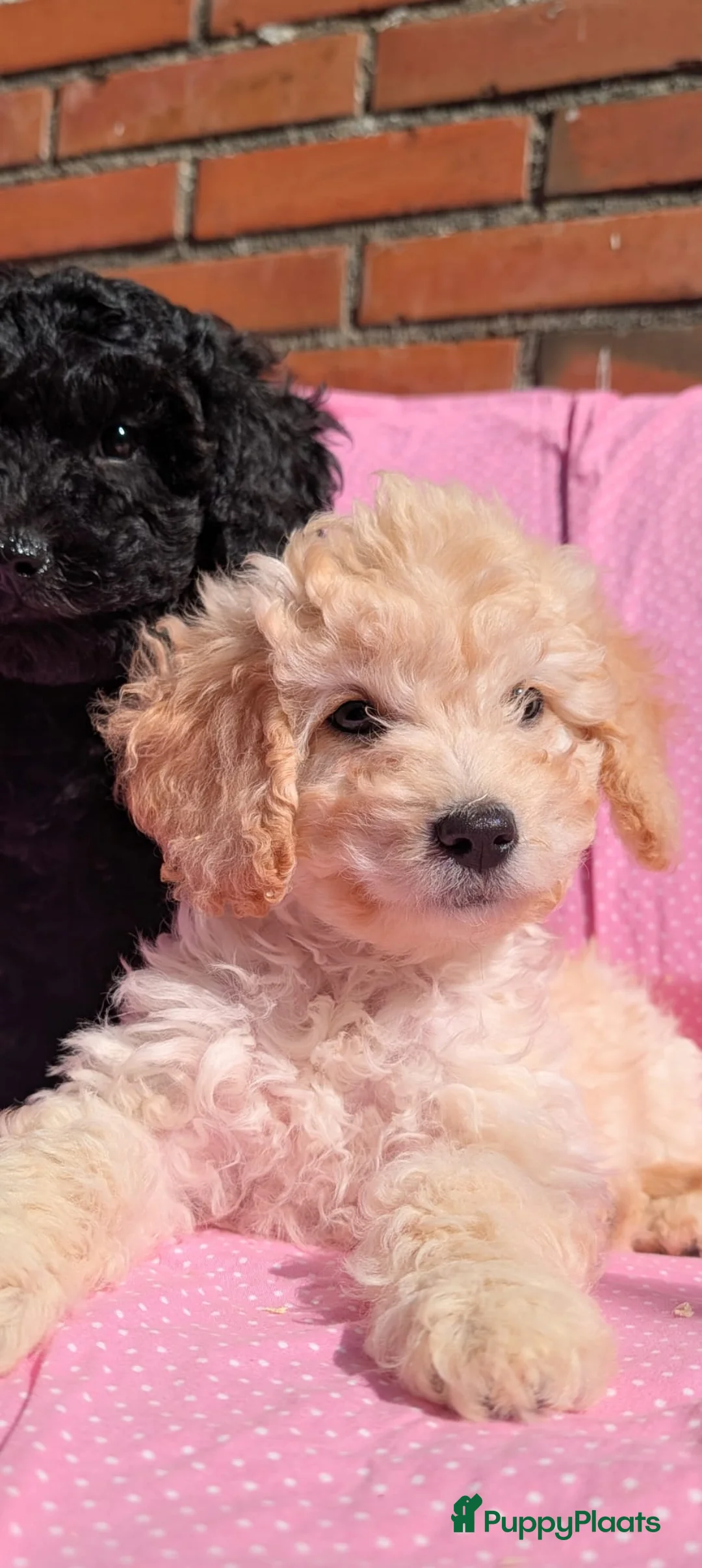 Kruising honden te koop: Type maltipoo pups hypoallergeen. - Advertentie 2
