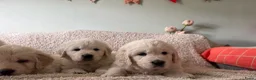 Golden Retriever honden te koop: Golden retriever pups🐶❤️ - Advertentie 5